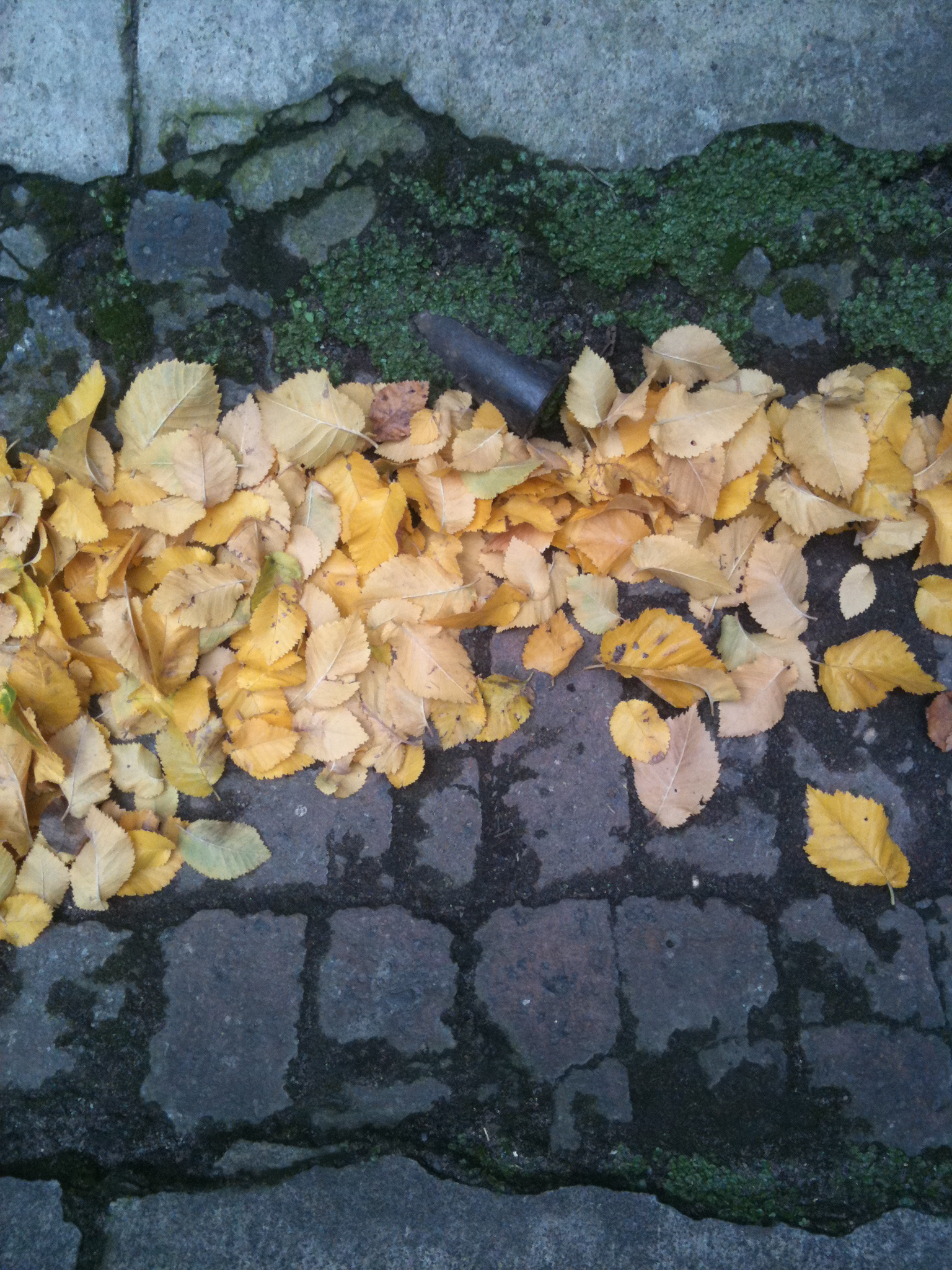 je dis, elle dit, edit