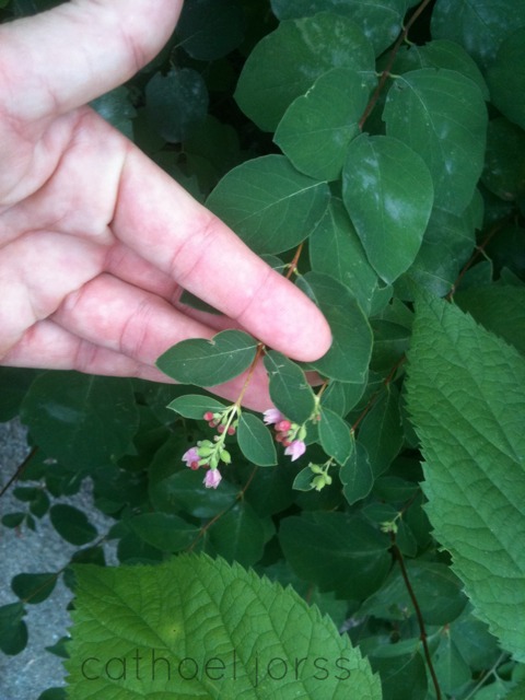 you are wild, you are free