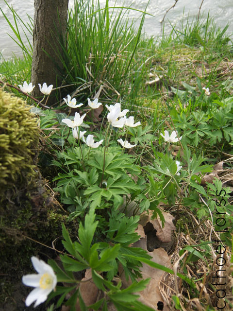 lucky, lucky accident