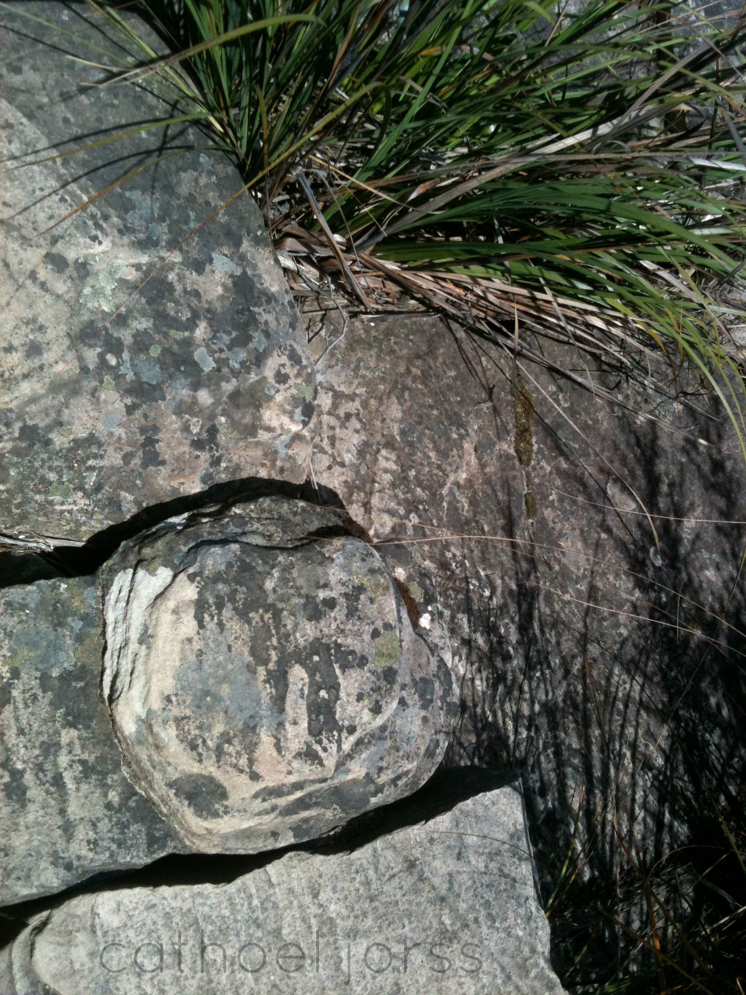 elephant in the womb